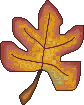 fall leaf
