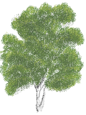birch.gif