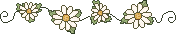 line of daisies