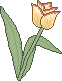 yellow tulip