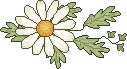 daisy