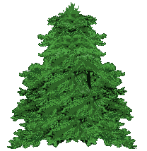 evergreen tree