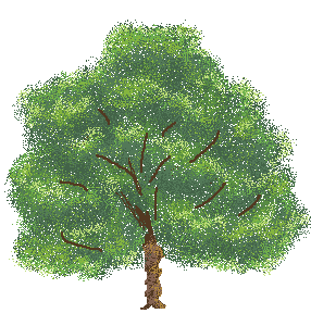 mapletree.gif