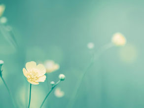 How to prepare for a distance Reiki session