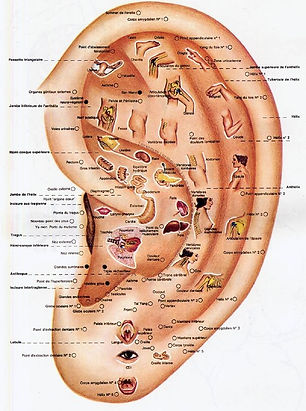 auriculo2.jpg