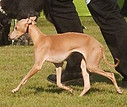 CIB, SRB, RO, BIH Ch., Ch. RS, H, H SCh., H GCh,, LUX JCH., H KW'17, FCI CES JW'15 Little Dragons X'CITING OVER THE MOON - Ch. Little Dragons Klara la Belle x Ch. Innocent Secret ddC