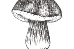 Sketched Mushroom