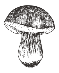 Sketched Mushroom