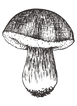 Sketched Mushroom