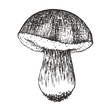 Sketched Mushroom