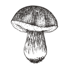 Sketched Mushroom