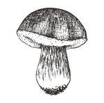 Sketched Mushroom