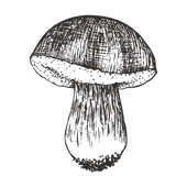 Champignon esquissés