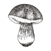 Mushrooms that we cook with 