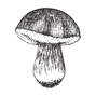 Mushroom sketch