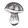 Sketched Mushroom