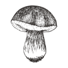 Sketched Mushroom