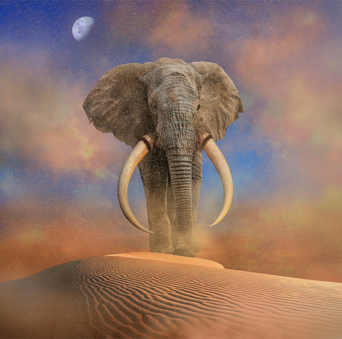 Elephant In A Sandstorm