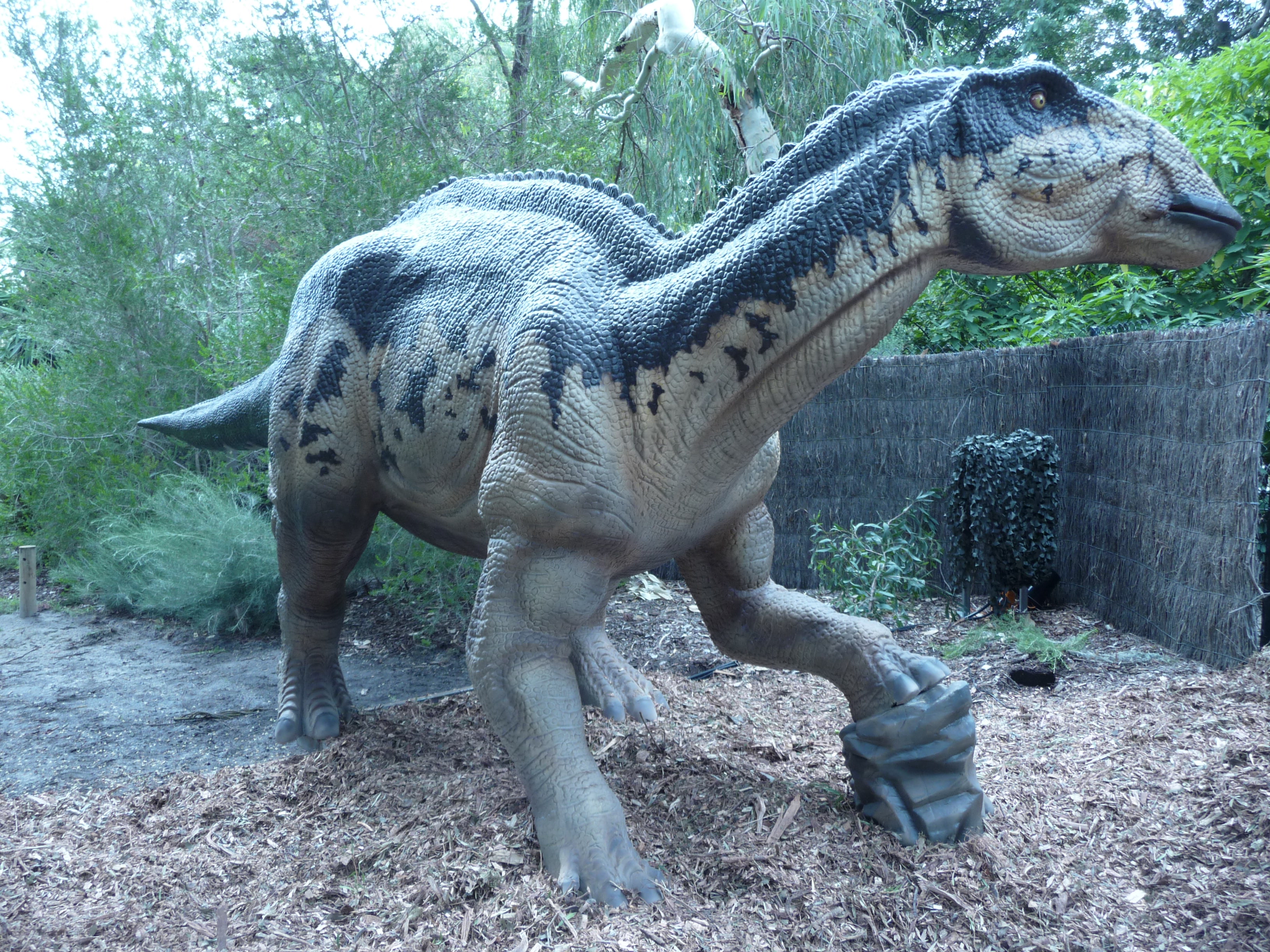 Edmontosaurus - Perth Zoo