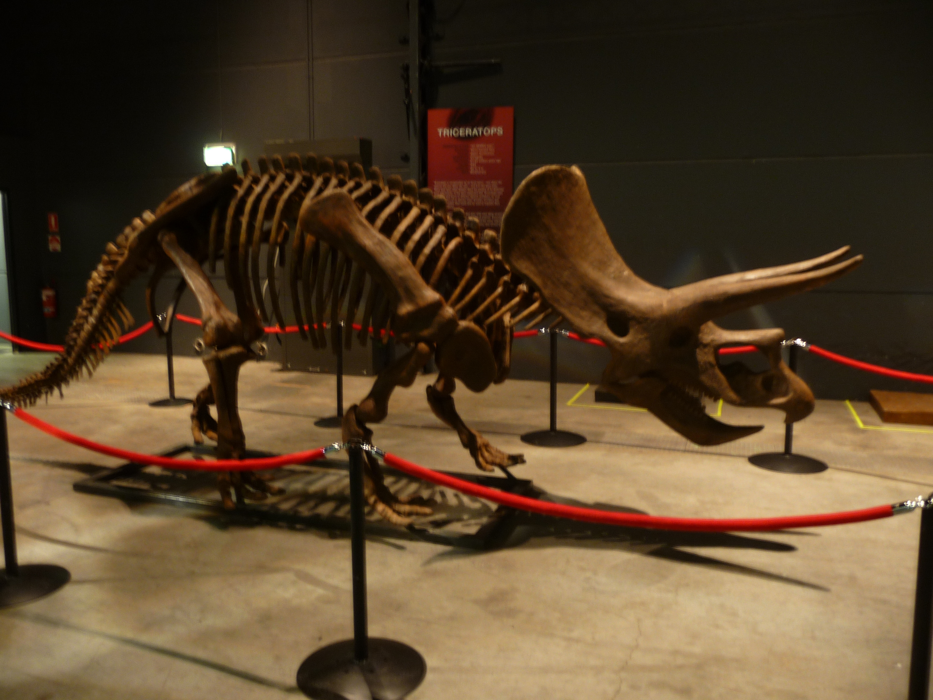 Triceratops Skeleton