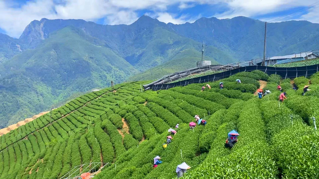 High mountain tea