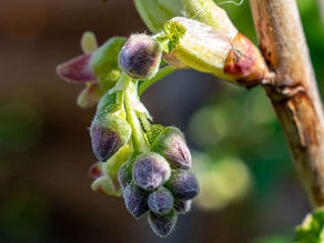 Le bourgeon de cassis