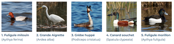 oiseaux