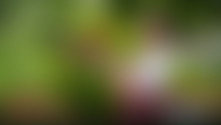 Bisitahin ang LCY Lotus Gamefarm ni Clary Yu sa Dipolog hatid ng Supremo Infinity Llamado Tips (March 9, 2024)