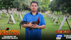Boston Black Ibibida ni Maw Acierto ng Taxman Gamefarm sa Usapang Bloodlines (September 23, 2023)