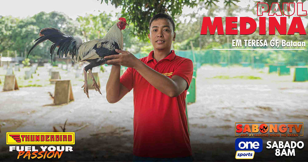 sabong, cockfighting, sabongtv, gamefowl, gamefarm, sabong philippines, cockfight, sabong derby, tupada, manok