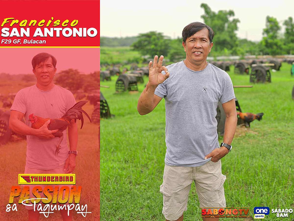 sabong, cockfighting, sabongtv, gamefowl, gamefarm, sabong philippines, cockfight, sabong derby, tupada, manok