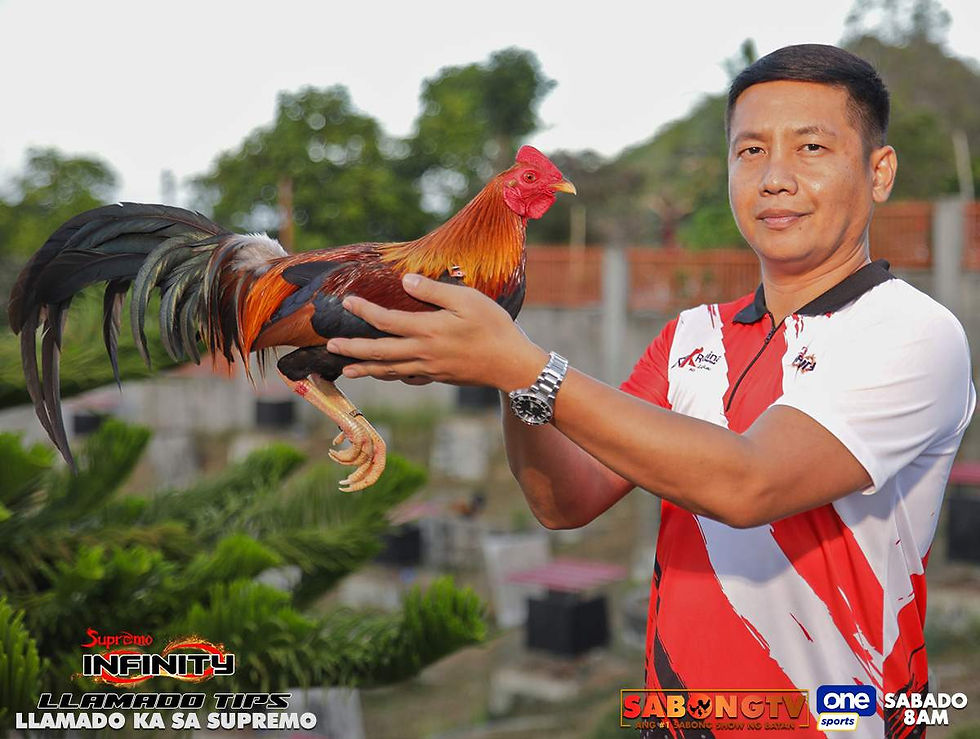 sabong, cockfighting, sabongtv, gamefowl, gamefarm, sabong philippines, cockfight, sabong derby, tupada, manok