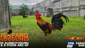Long-time at Legendary Breeder na si Joe Alimbuyuguen sa Usapang Bloodlines (August 12, 2023)