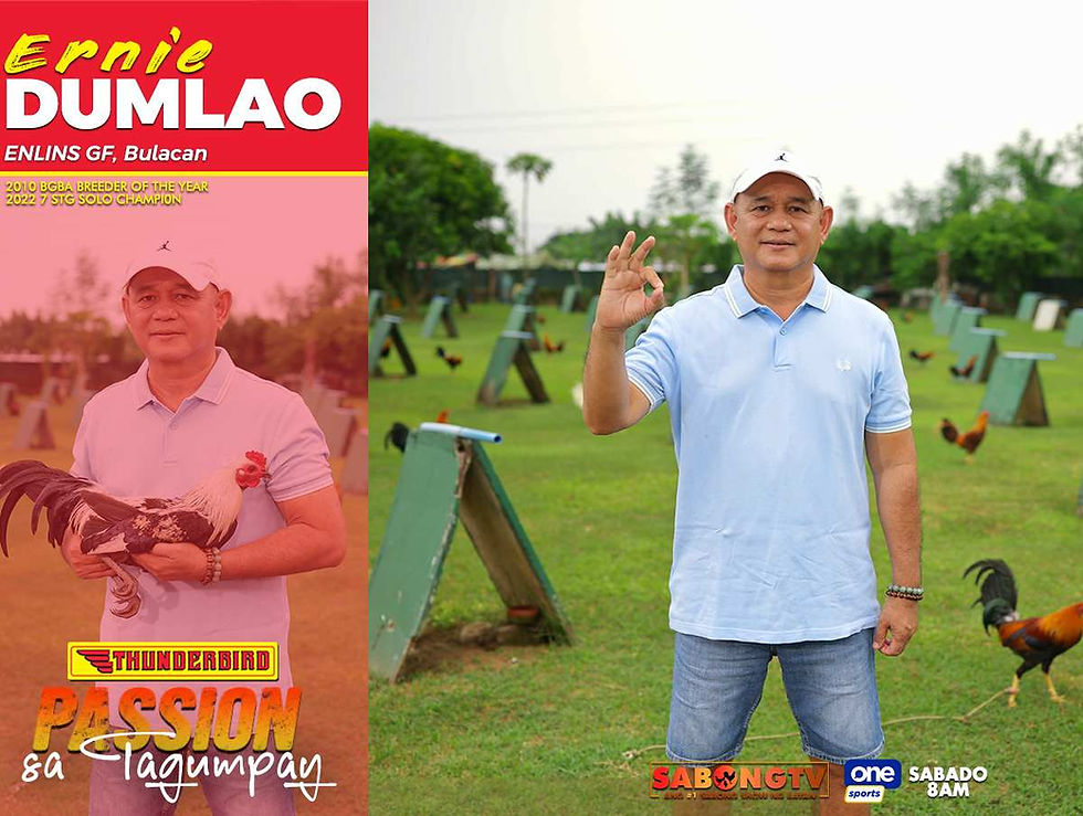 sabong, cockfighting, sabongtv, gamefowl, gamefarm, sabong philippines, cockfight, sabong derby, tupada, manok