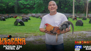 Unang Linyadang Ipakikilala ni Partrick Belocura ng Patbel Gamefarm na Possum 226 Tampok sa Usapang Bloodlines (February 3, 2024)