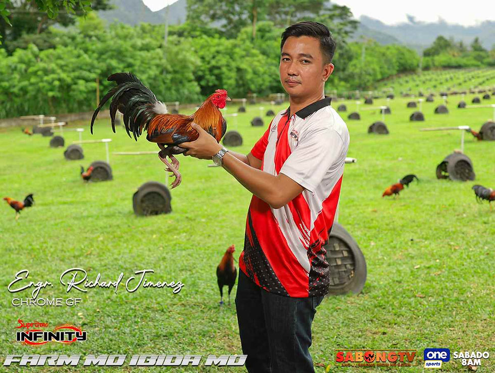 sabong, cockfighting, sabongtv, gamefowl, gamefarm, sabong philippines, cockfight, sabong derby, tupada, manok