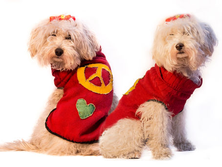 Moda Canina - Fotografía de moda
