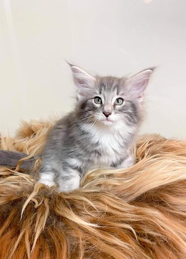 121482835_10157277934916290_565332324134