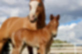 2025 Filly "Vail", SG Frozen Enterprise x Time To Reload