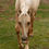 Thumbnail: 2024 Colt "Cash" (Gunnastepya x A Shiney Magnum)