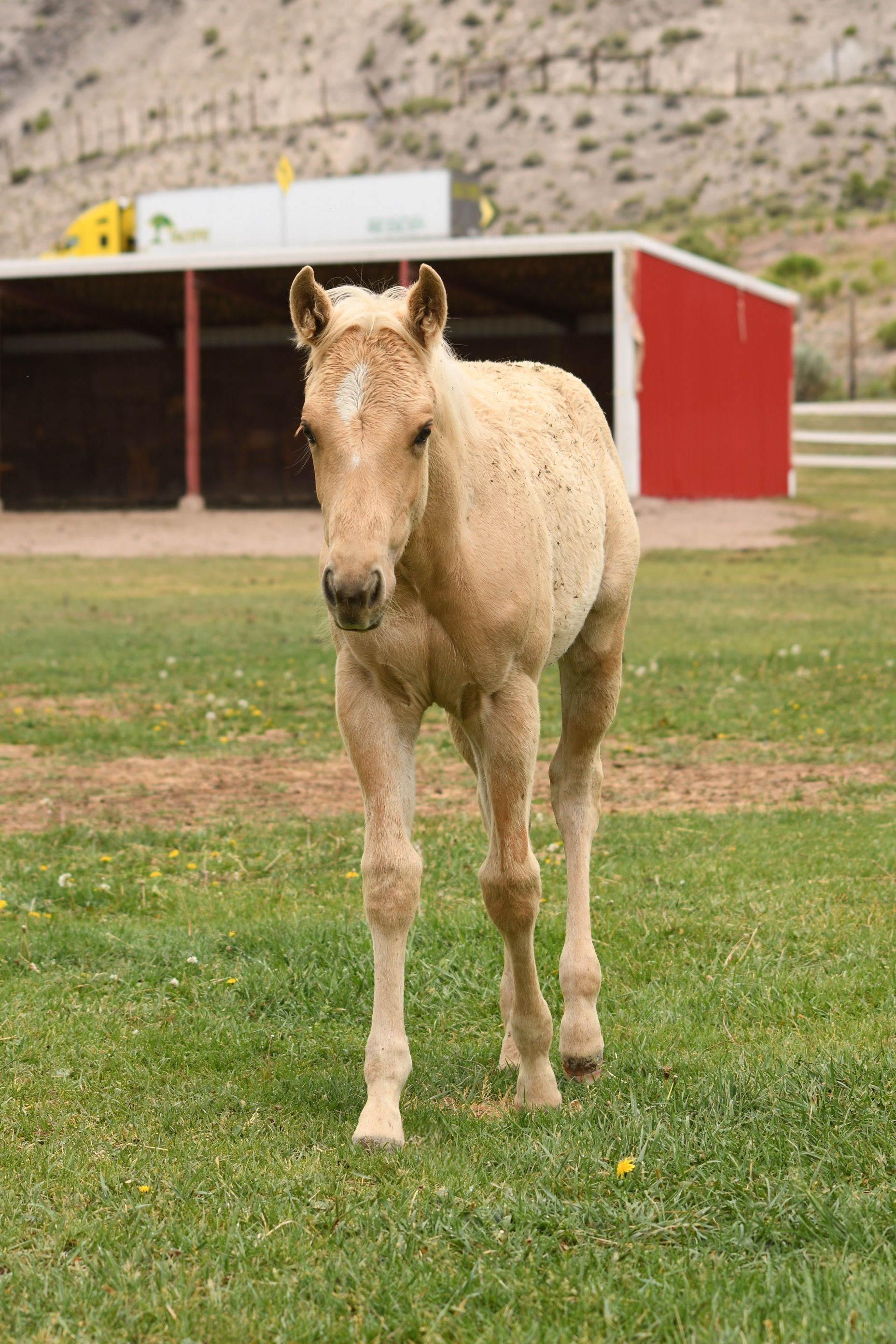 2024 Filly "American Vintage", Platinum Vintage x DT American Grace