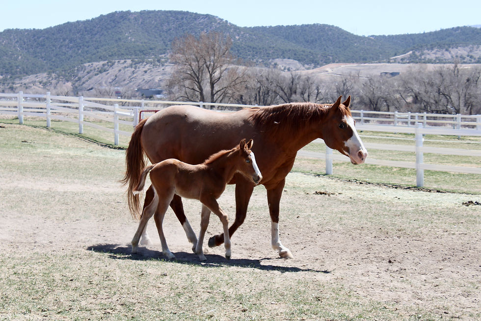 Thumbnail: 2025 Filly “Carbon”, No Smoking Required x Queens Carbon Copy