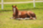 Thumbnail: 2024 Filly "Bigstar Chex", ARC Gunnabeabigstar x FS Miss Chextocash