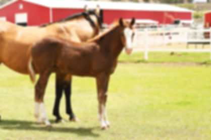 2024 Filly "Bigstar Chex", ARC Gunnabeabigstar x FS Miss Chextocash