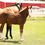 Thumbnail: 2024 Filly "Bigstar Chex", ARC Gunnabeabigstar x FS Miss Chextocash