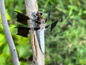 Exploring the Fascinating Insect Life Cycle in Your Backyard