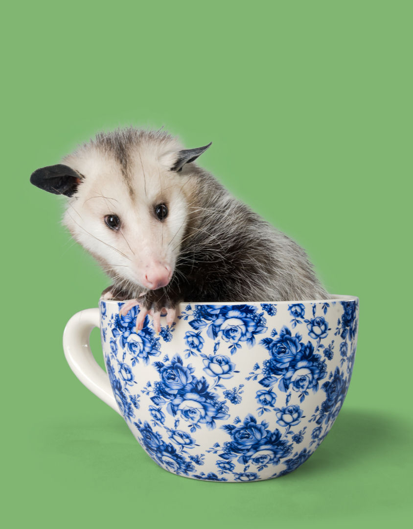 Cute baby Opossum in a white tea cup with a blue floral type pattern. Background is a solid sage green.