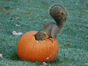 Eco-Friendly Fun: 3 Ways to Repurpose Your Halloween Pumpkins