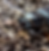 Bess Beetle in Winter