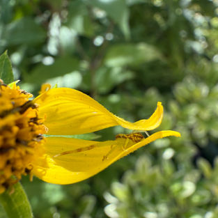 Northern Crab Spider on a Cutleaf coneflower (Rudbeckia laciniata)
